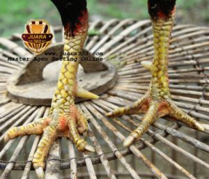 10 Ciri Sisik Kaki Ayam Bangkok dengan Pukulan Mematikan