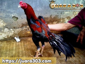Menyilangkan Ayam pakhoy Dengan Ayam Bangkok