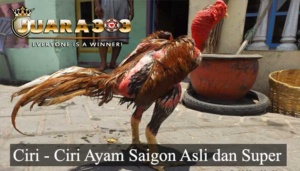 Ciri-Ciri Ayam Saigon Super dan Asli