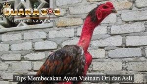 Ayam Vietnam